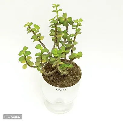 Jade Plant  Good luck Jade Live Plant   Bathroom  Balcony  Living area with Self Watering Pot-thumb2