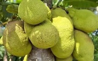 Jackfruit Plant  Kathal Plant kingdom86-thumb1