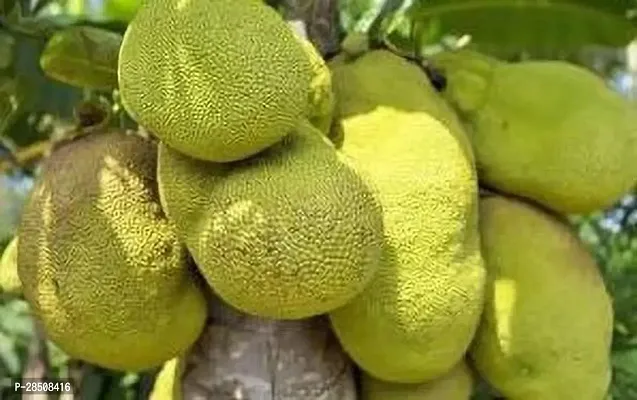 Jackfruit Plant  Kathal Plant kingdom86-thumb2