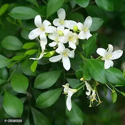 MadhumaltiRangoon Creeper Madhu Kamini Plant-thumb0