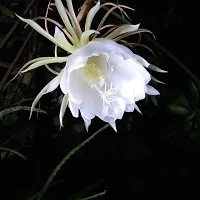 Brahma Kamal Plant  BrahmaKamal XNursery Nisarga-thumb2