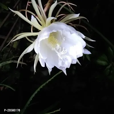 Brahma Kamal Plant  BrahmaKamal XNursery Nisarga-thumb3