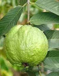 Guava Plant  Payara Guava XOxygreenPlant-thumb2