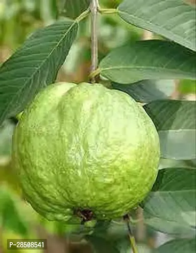 Guava Plant  Payara Guava XOxygreenPlant-thumb3