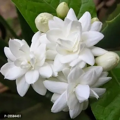 Jasmine Plant  Jasmine Plant  80-thumb0