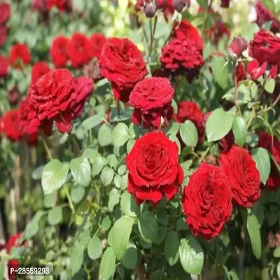 Earth Angels Rose Plant Polyantha Roses-thumb0