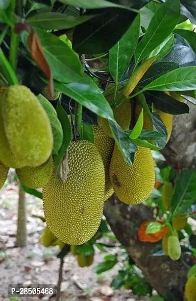 Jack Fruit Plant  Jack fruit Plant 1-thumb0