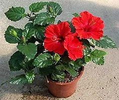 Natural Live Plant for Home Garden-thumb1