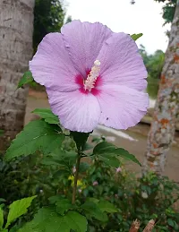 Hibiscus Plant  Hibiscus001-thumb1