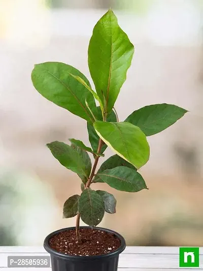 Almond Plant  Indian almond Plant-thumb0