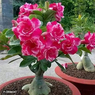 Adenium Plant  Adenium Plant   Pink-thumb2