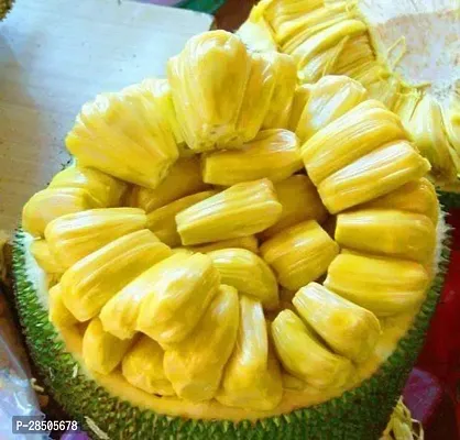 Jackfruit Plant  Rare  GUMLESS  Artocarpus heterophyllus Jackfruit Tropical Fruit Plant  1 Healthy Live Plant  With Plastic Bag-thumb0