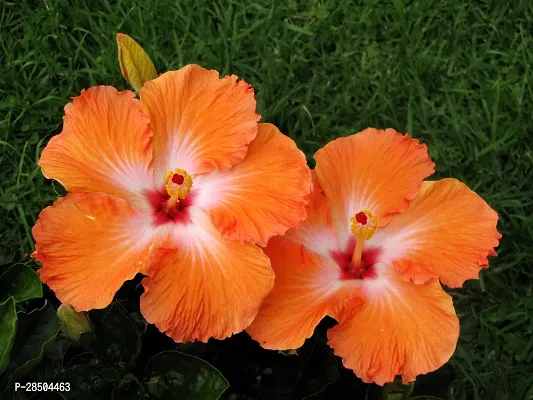 Hibiscus Plant  Chinees Hibiscus Plant   02-thumb2