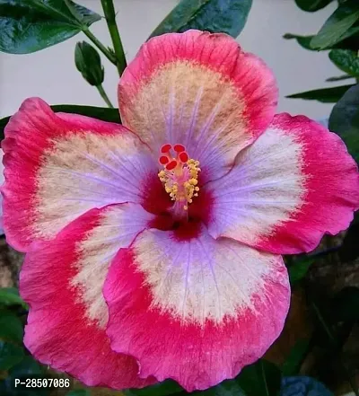 Hibiscus Plant  Hibiscus Pink Live Plant  PG2-thumb0