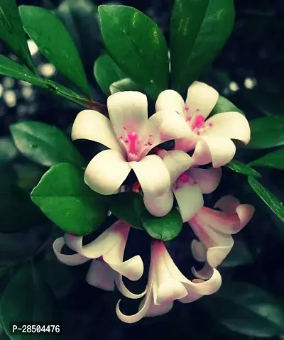 Jasmine Plant  Jasmine h3