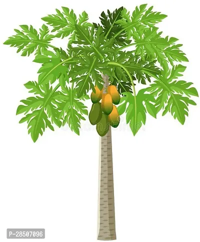 Papaya Plant  POP