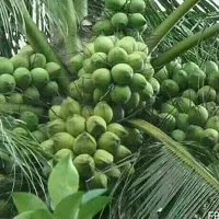 Coconut Plant  Coconut Plant-thumb1