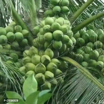 Coconut Plant  Coconut Plant-thumb2