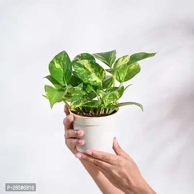 Money Plant  Money Plant  Variegated with Pot-thumb3