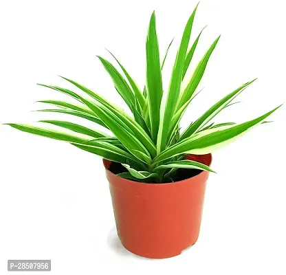 Spider Plant  Spider XNaNu09-thumb0