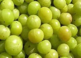 Amla Plant  Amalaki Xoxy145-thumb2