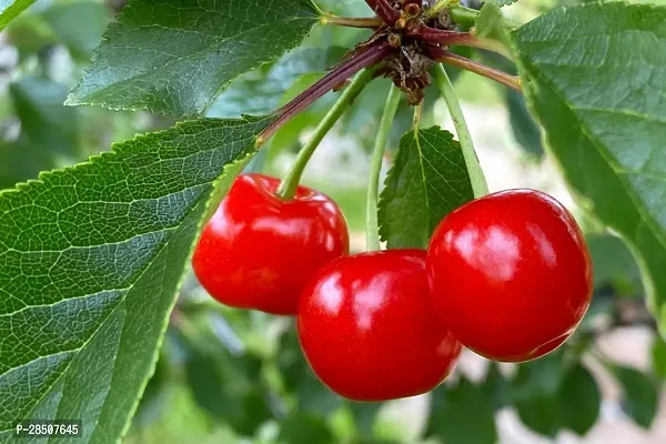 Cherry Fruit Plant  Cherry Plant heaven83-thumb0