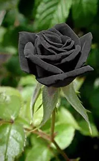 Rose Plant  BLACK ROSE FLOWER Plant S-thumb1