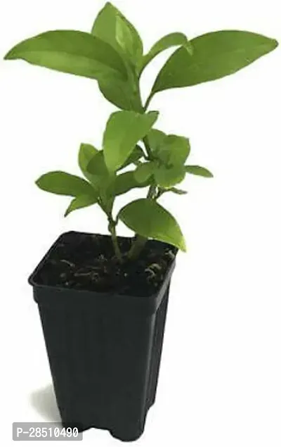 Natural Live Plant for Home Garden-thumb0