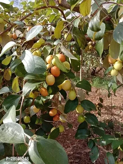 Ber Apple Plant  Hybrid apple ber Plant 4-thumb2