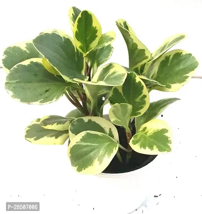 Pepromia Plant  Pepromia Variegated Plant    Natural Live Plant  Peperomia Obtusifolia  Variegated  Live Plant  With Plastic Pot-thumb0