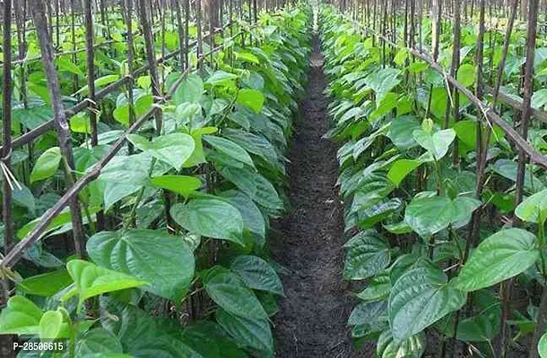 Betel Leaf Plant  Betel Leaf Model Name Banarasi Plant