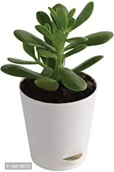 Natural Live Plant for Home Garden-thumb0