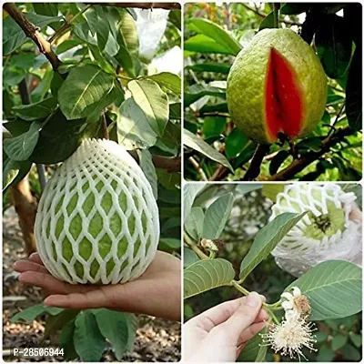 Guava Plant  GUAVA THAI SUPER KIRAN 2-thumb0