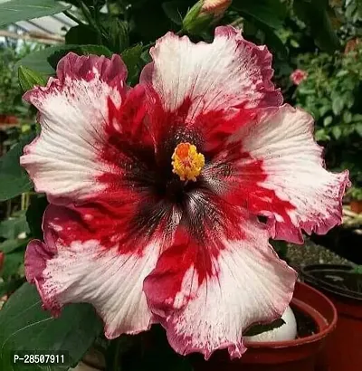 Hibiscus Plant  Hibiscus Plant heaven55