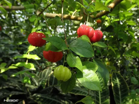 Cherry Fruit Plant  Plant  SURINAM3-thumb2