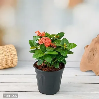 Natural Live Plant for Home Garden-thumb0