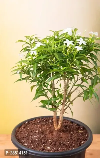 Natural Live Plant for Home Garden-thumb0