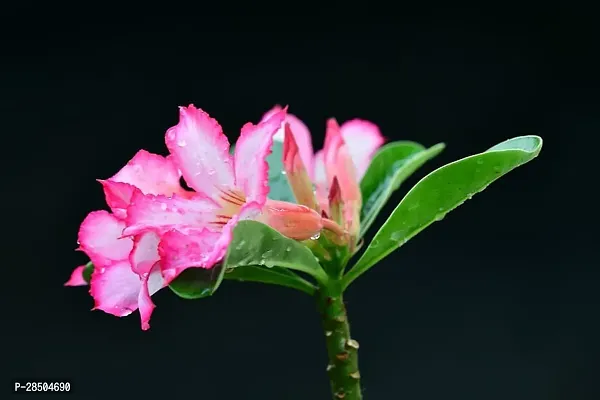 Adenium Plant  ADENIUM A2 Plant-thumb2