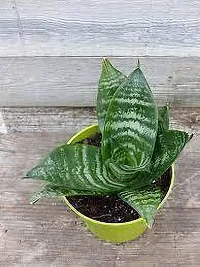 Snake Plant  Sneke Model name Birds Nest  Plant-thumb2