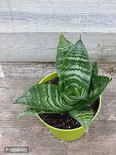 Snake Plant  Sneke Model name Birds Nest  Plant-thumb3