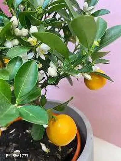 Earth Angels Orange Plant 311All Time Sweet Orange PlantHybrid Plant-thumb0