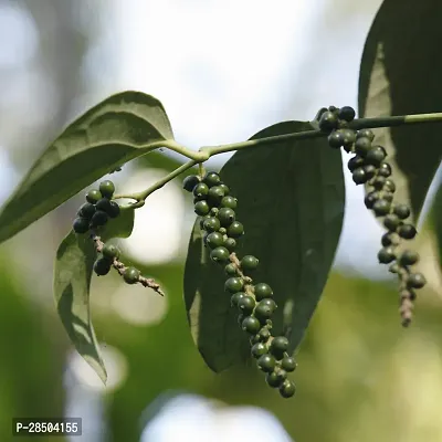 Black Pepper Plant  Black Paper Hybrid Plant-thumb2