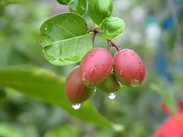 Cherry Fruit Plant  saraswati Care Live Karonda Carissa Carandas Fruit Plant   Hybrid  Pack of 1-thumb1