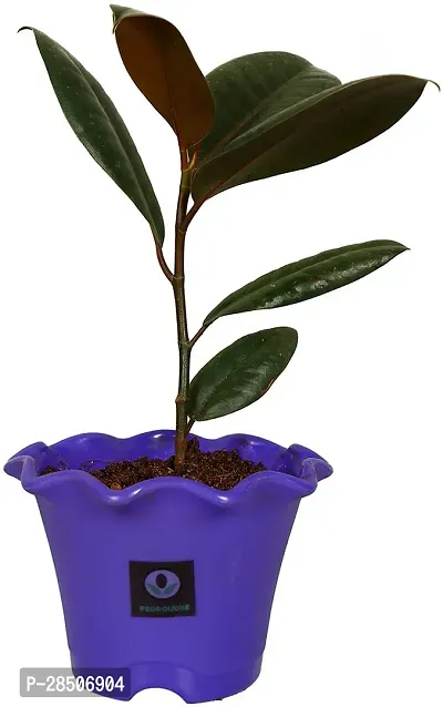 Rubber Tree Rubber Plant