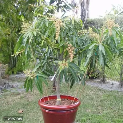 Earth Angels Mango Plant Thai mango plant9-thumb0