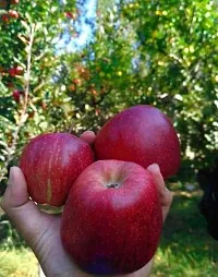 Apple Plant  Apple XOPB01-thumb1