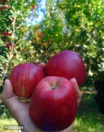 Apple Plant  Apple XOPB01-thumb2