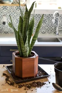 Sansevieria Plant  Snake xOxyc79-thumb1