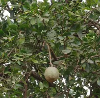 Custard Apple Plant  Plant  WOODAPPLE3-thumb1