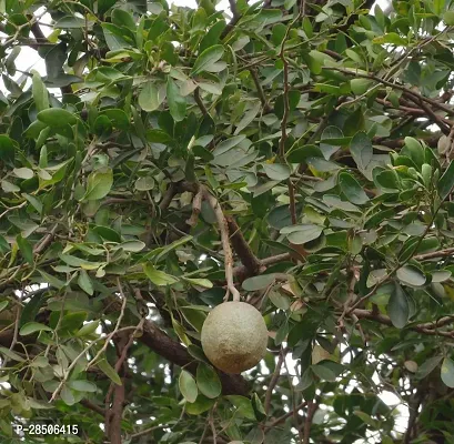 Custard Apple Plant  Plant  WOODAPPLE3-thumb2